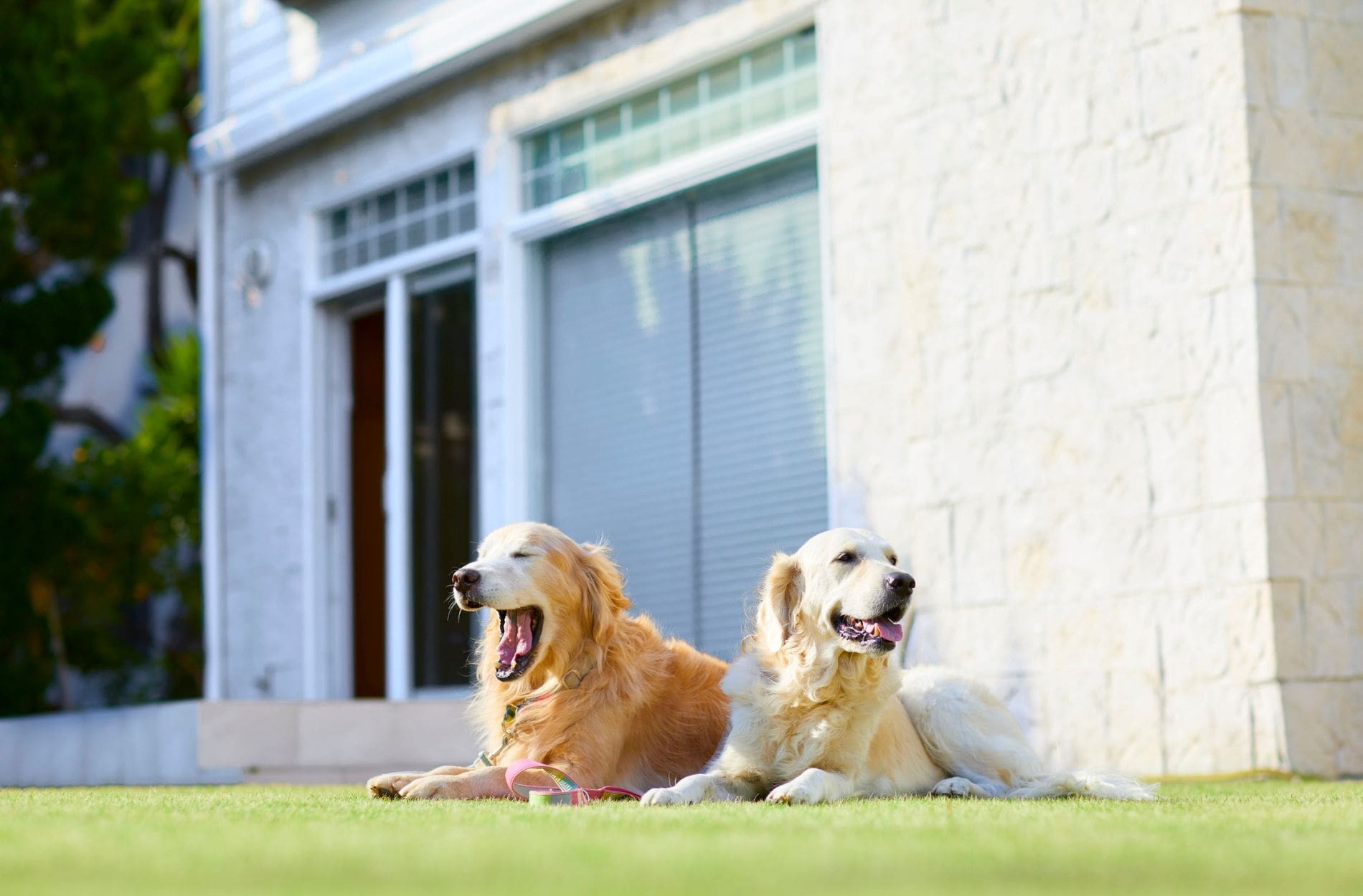 dog friendly yard