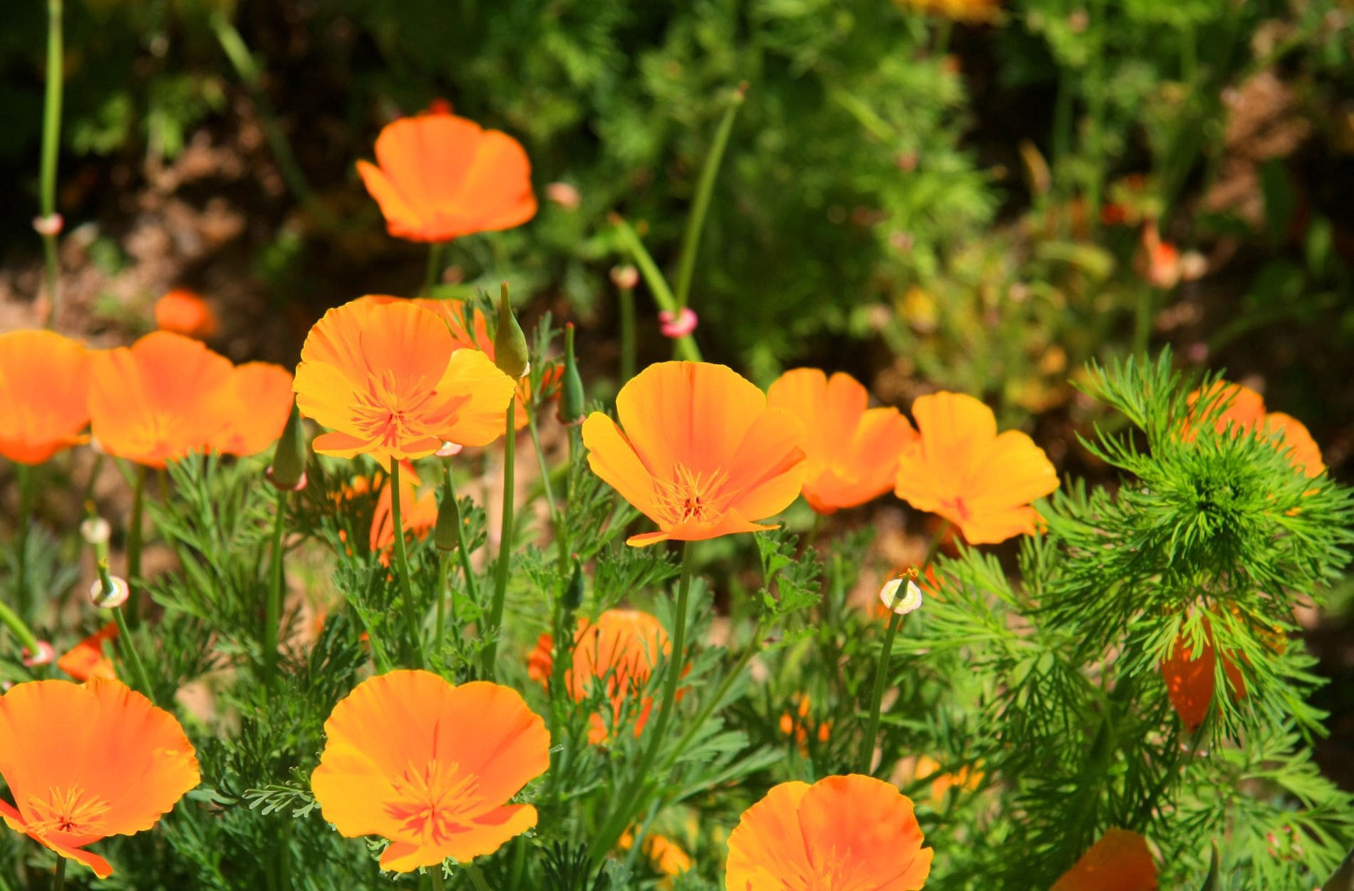 California Poppy