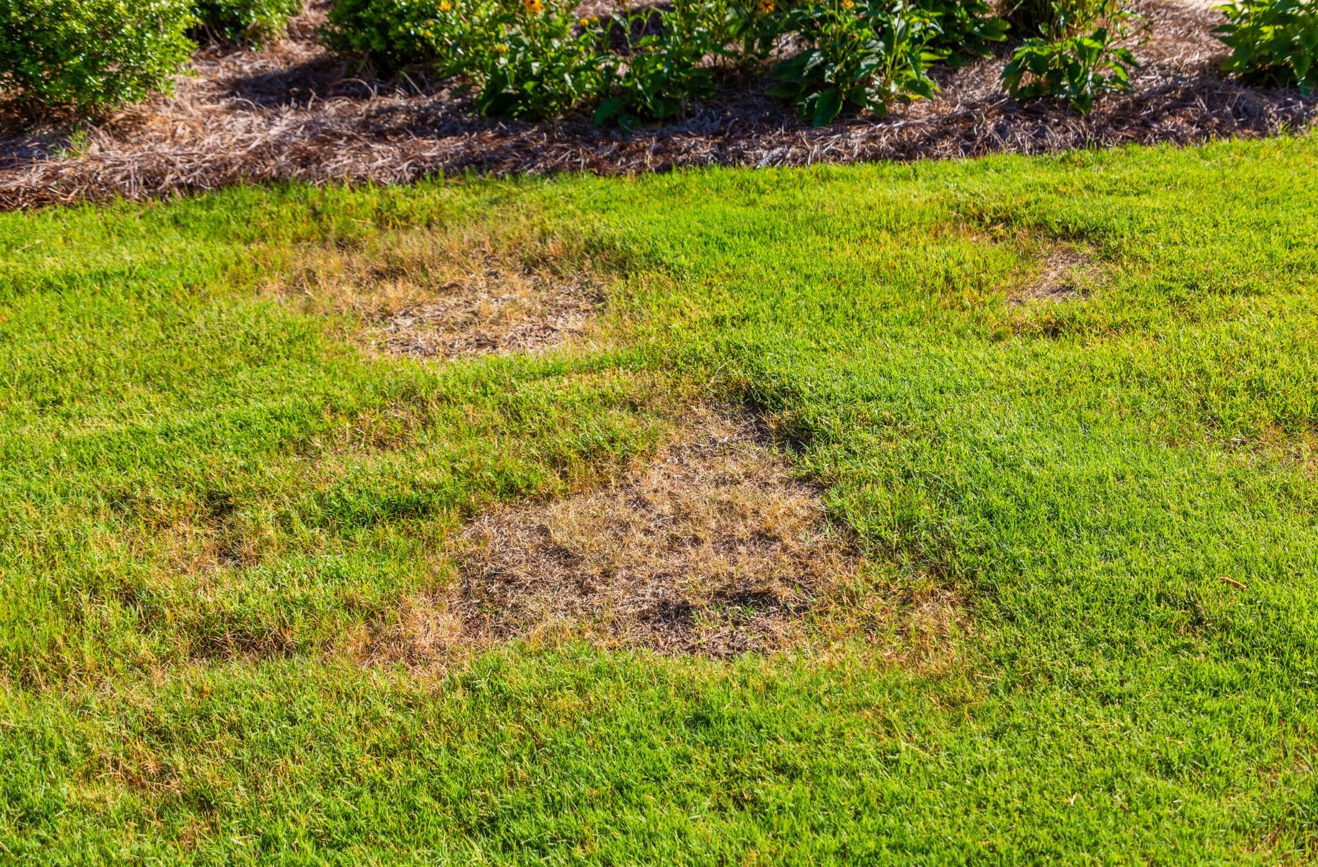 brown spots