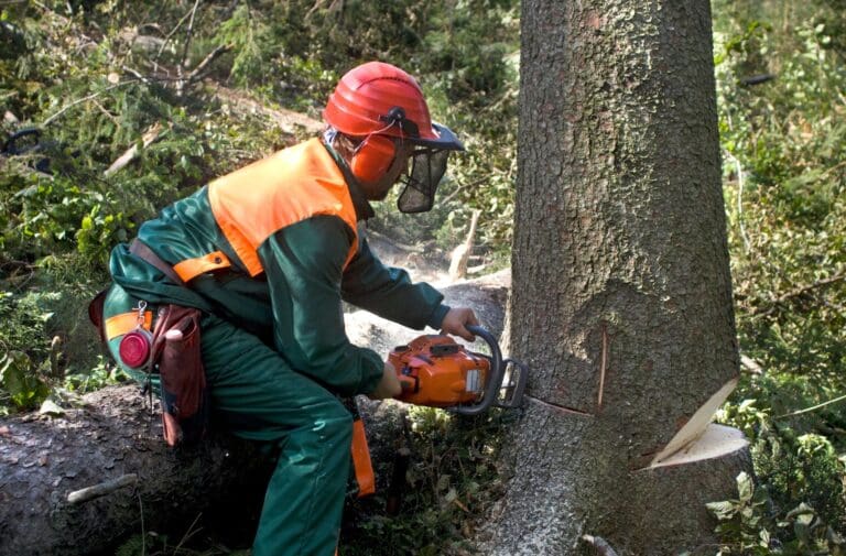 tree removal