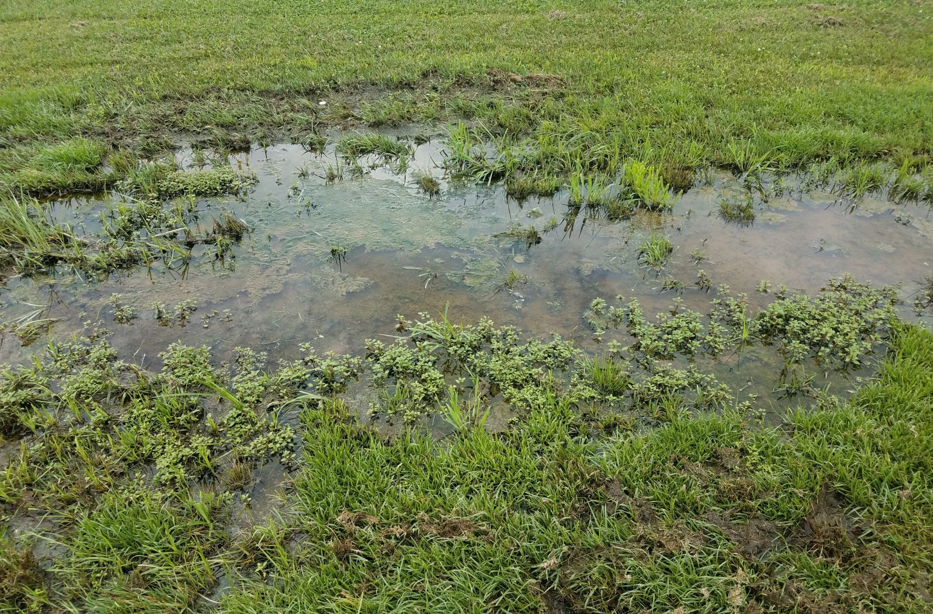 yard water